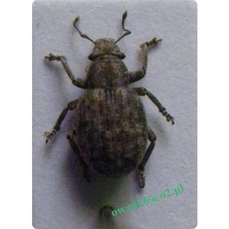 Strophosoma capitatum (DeGeer, 1775) Zmiennik brudny